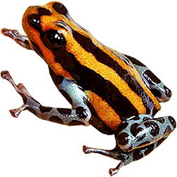Orange Sira Frog